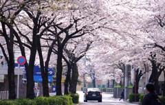 桜堤通りを散歩