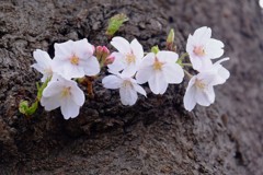 靖国神社の桜の面影
