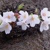 靖国神社の桜の面影