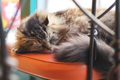 Zeiss Opton T Tessar 45mm F2.8に及ばず