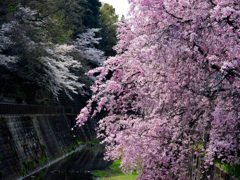 桜前線