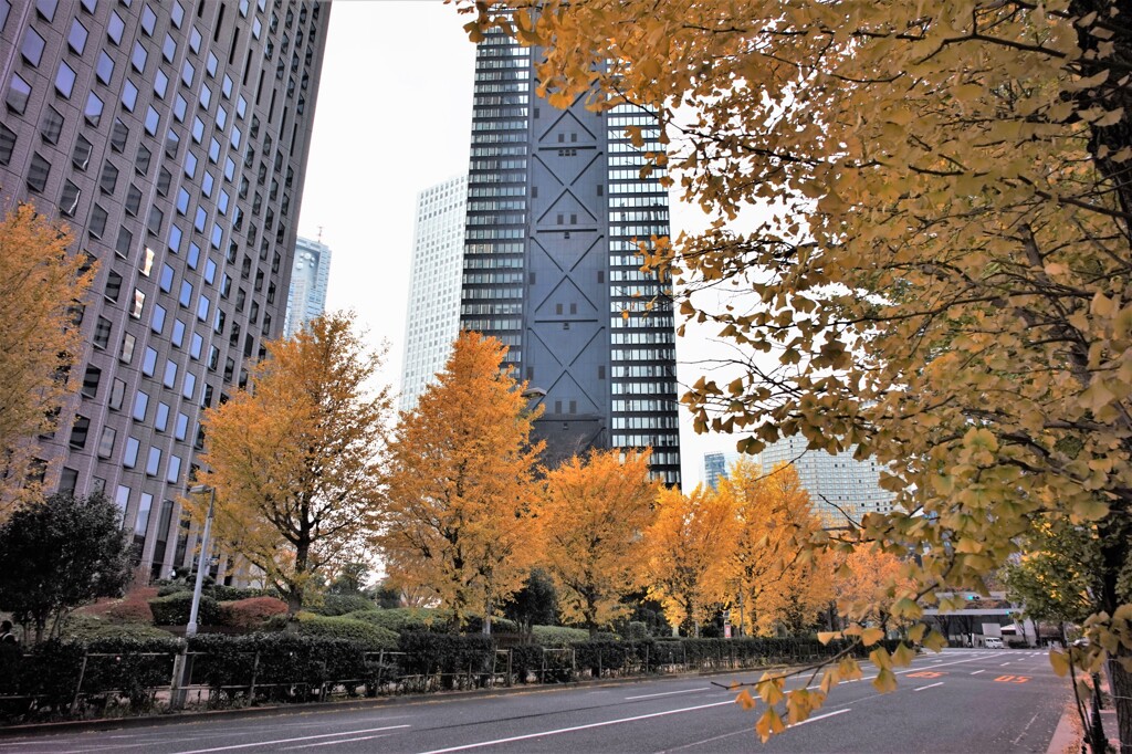 銀杏並木