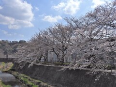 小桜並木