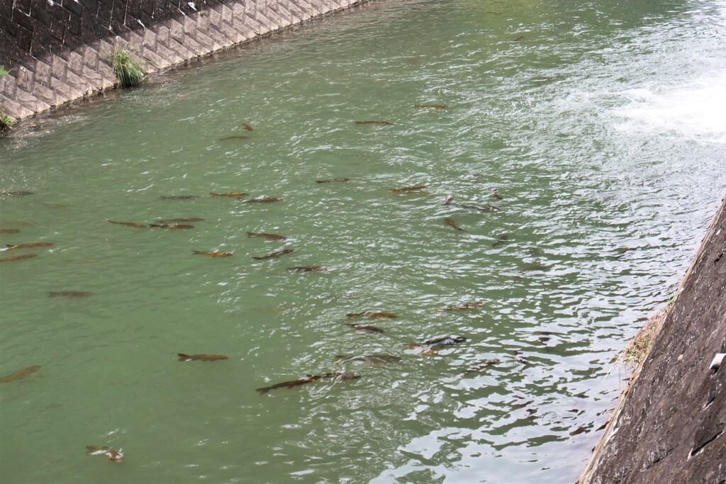 大きな鯉が群れてます