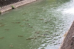 大きな鯉が群れてます