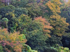 鎮守の森も秋