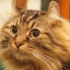 また脱走したカイ君　ニャロメ！