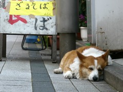 そば屋の看板犬だけにのびてます ^m^