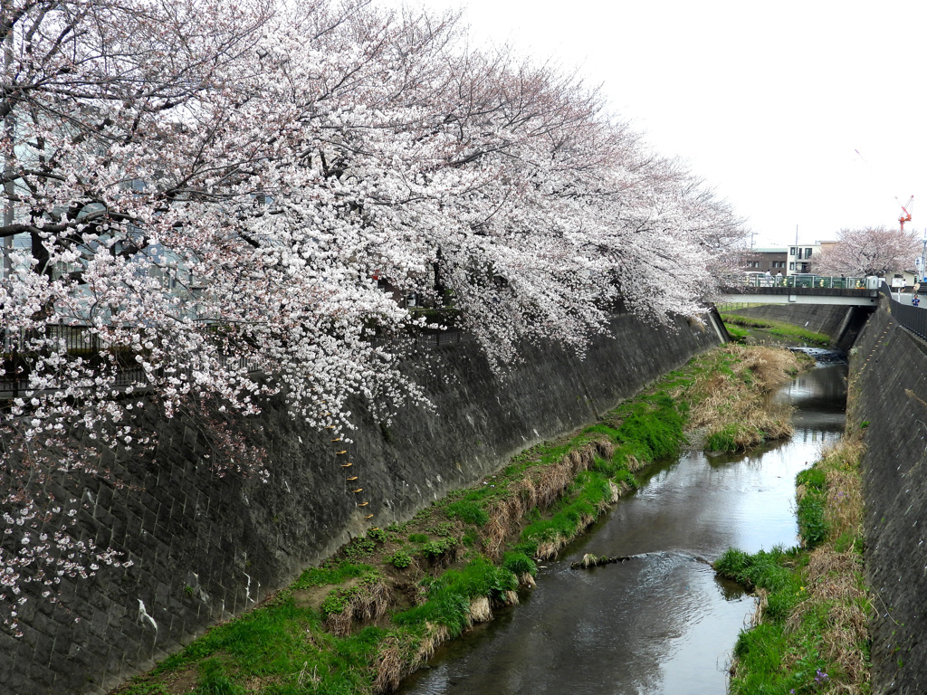 序の口