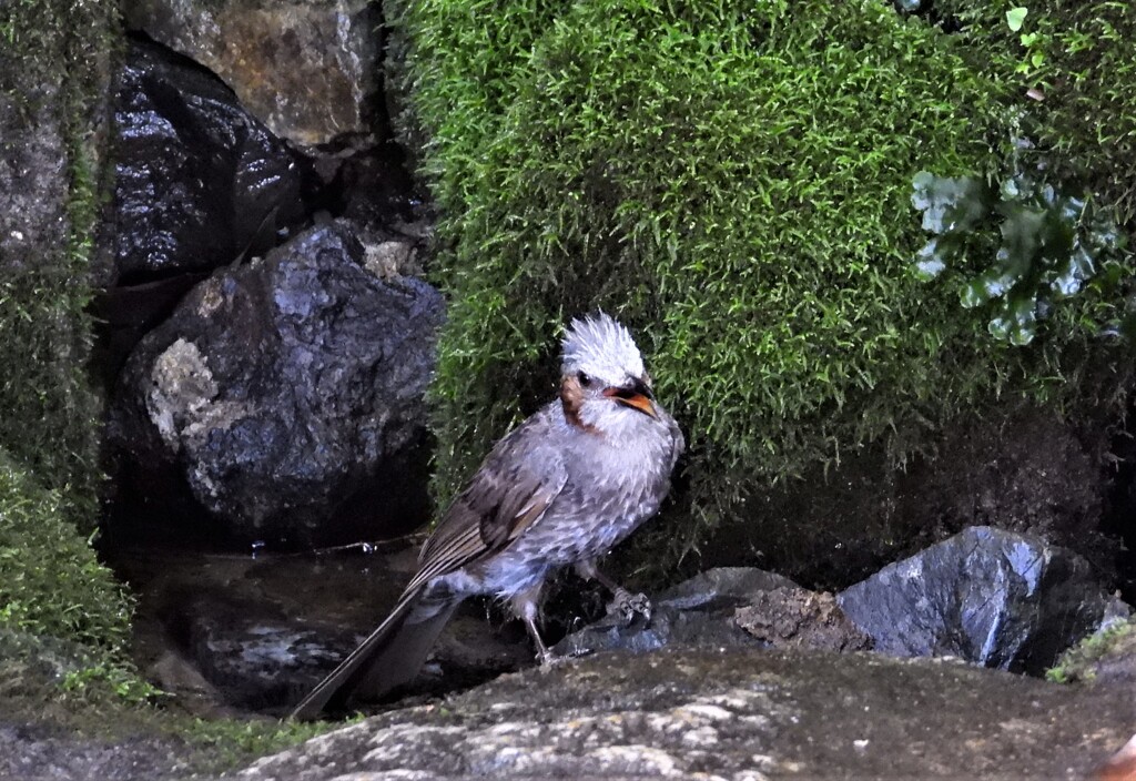 御神水で水浴び