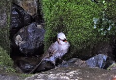 御神水で水浴び