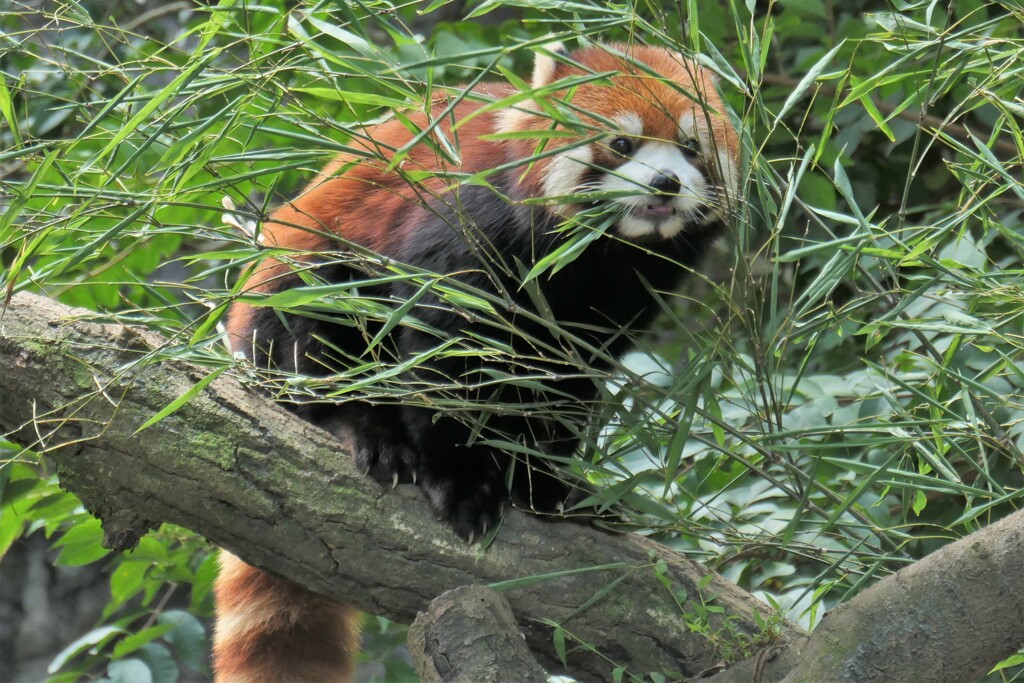 レッサーパンダさん