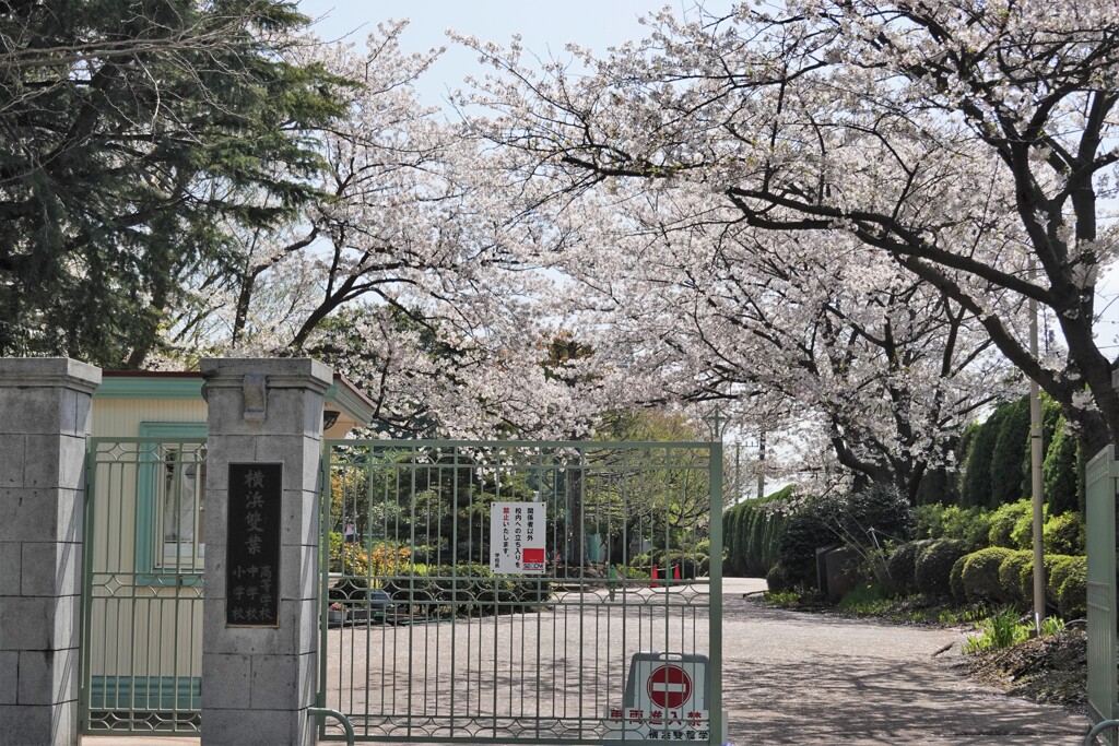 雙葉の桜