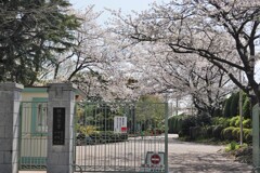雙葉の桜