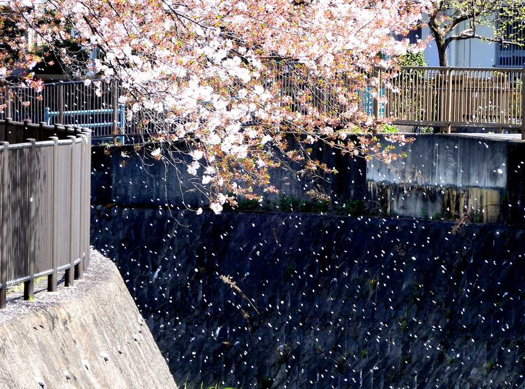 桜吹雪