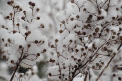 雪化粧