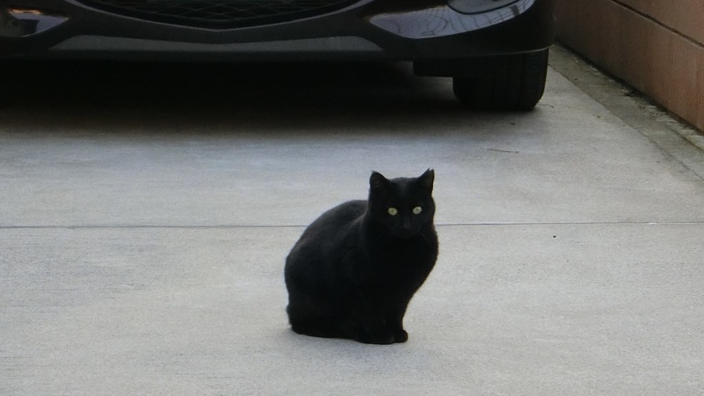 横浜・元町1丁目の真っ黒猫