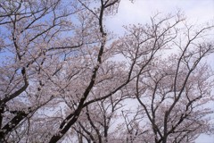 SNS向きではないライカ