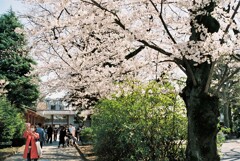 公園の桜もみごと