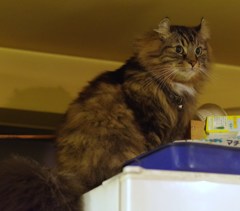 ISO6400のカイ君