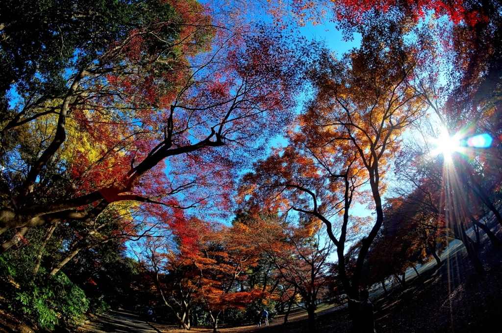 末期の紅葉　１