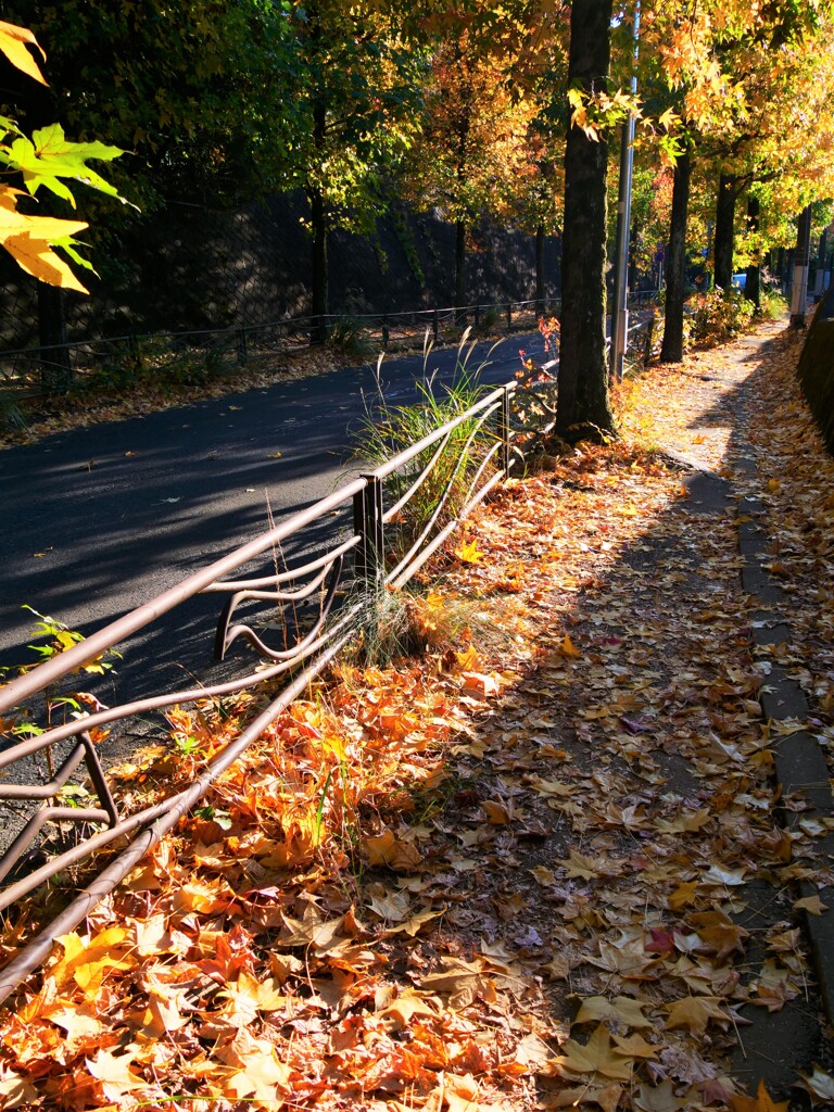 落葉の舗道