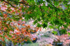 神池庭園の紅葉