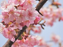 河津桜