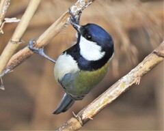 シジュウカラ