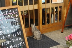 看板猫