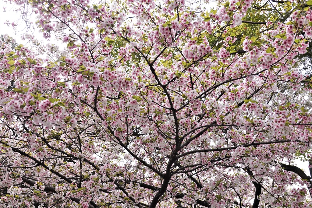 桜吹雪が恋しくて