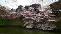 皇居の桜