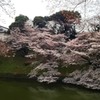 皇居の桜