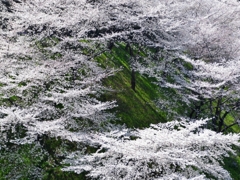 九段の桜 