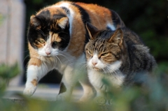 後ろからそっと近寄り