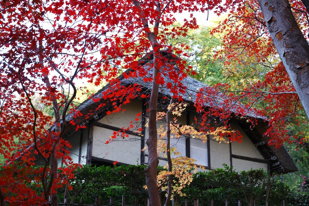 民家と紅葉