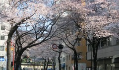 大妻通りの桜並木