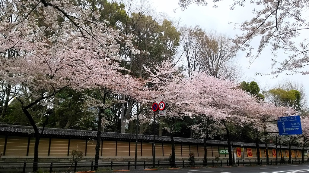 まだまだ見頃