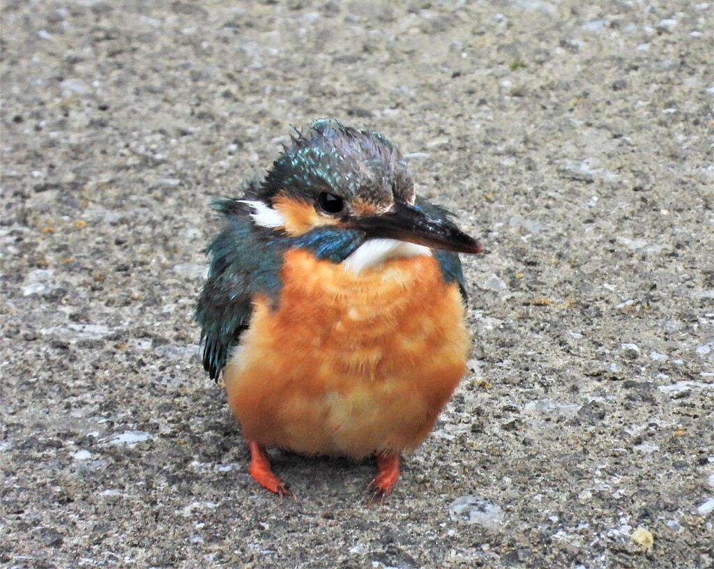 まだ若鳥？