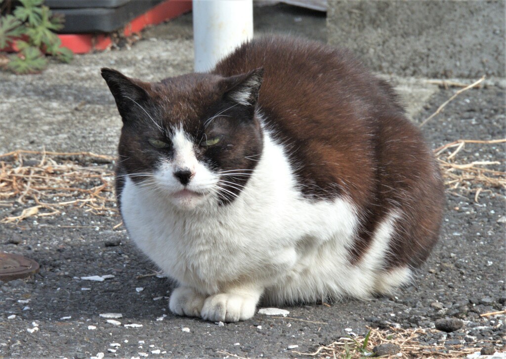 ボス猫