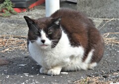 ボス猫