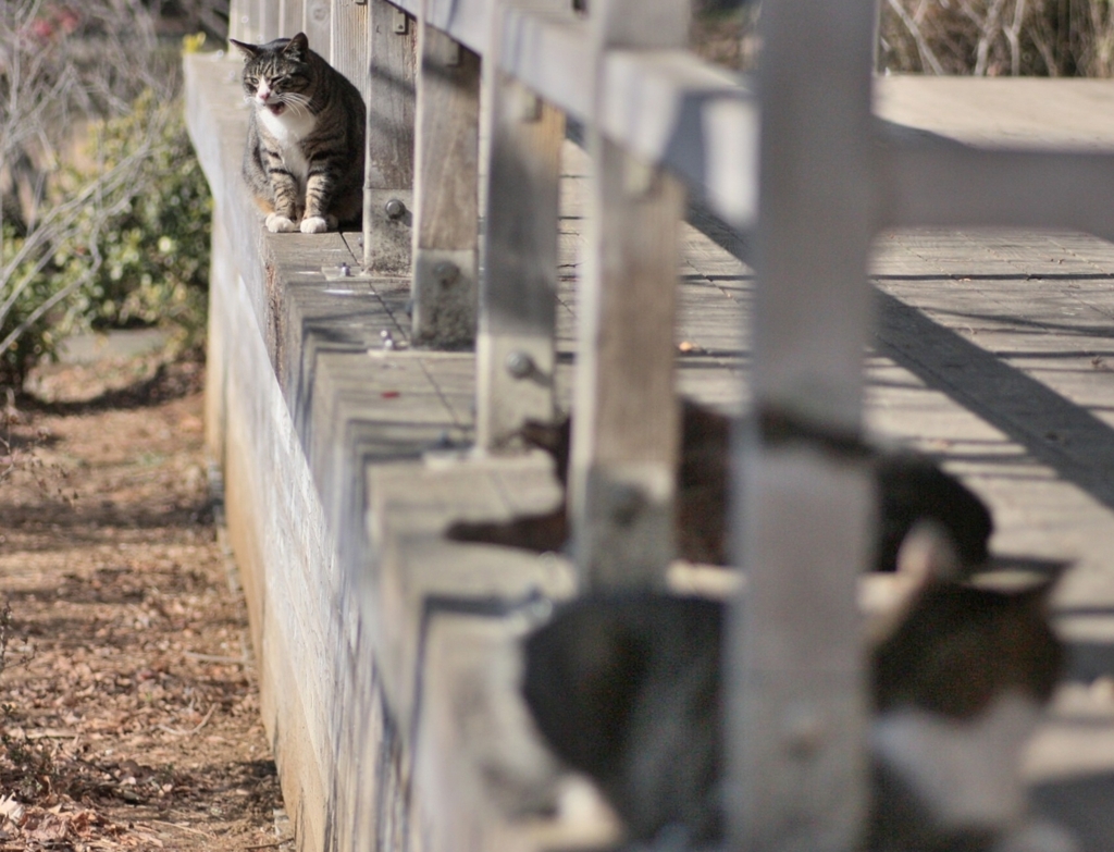 ファ～かったるい