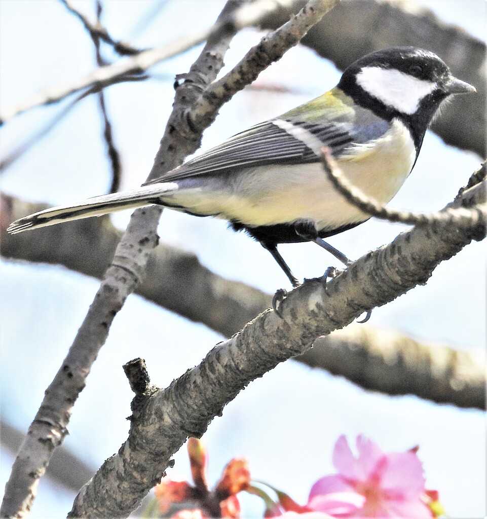 シジュウカラ