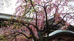 靖国神社の八重桜