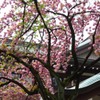 靖国神社の八重桜