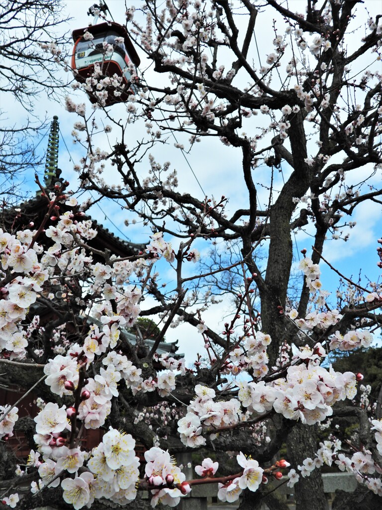 やっと梅まつり