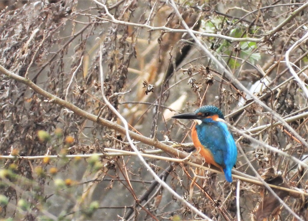 ２羽目のカワセミ