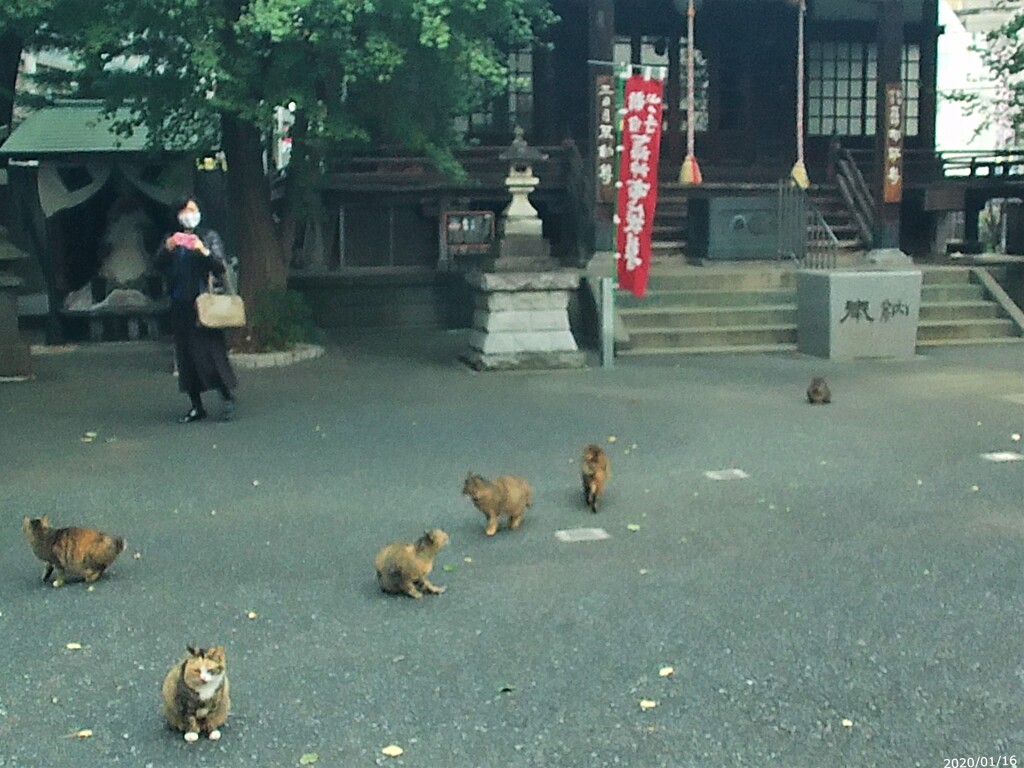 キジトラ4兄弟が