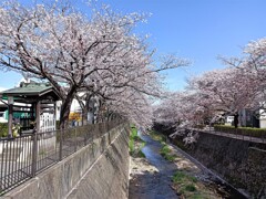 満開の桜も痩せましたが