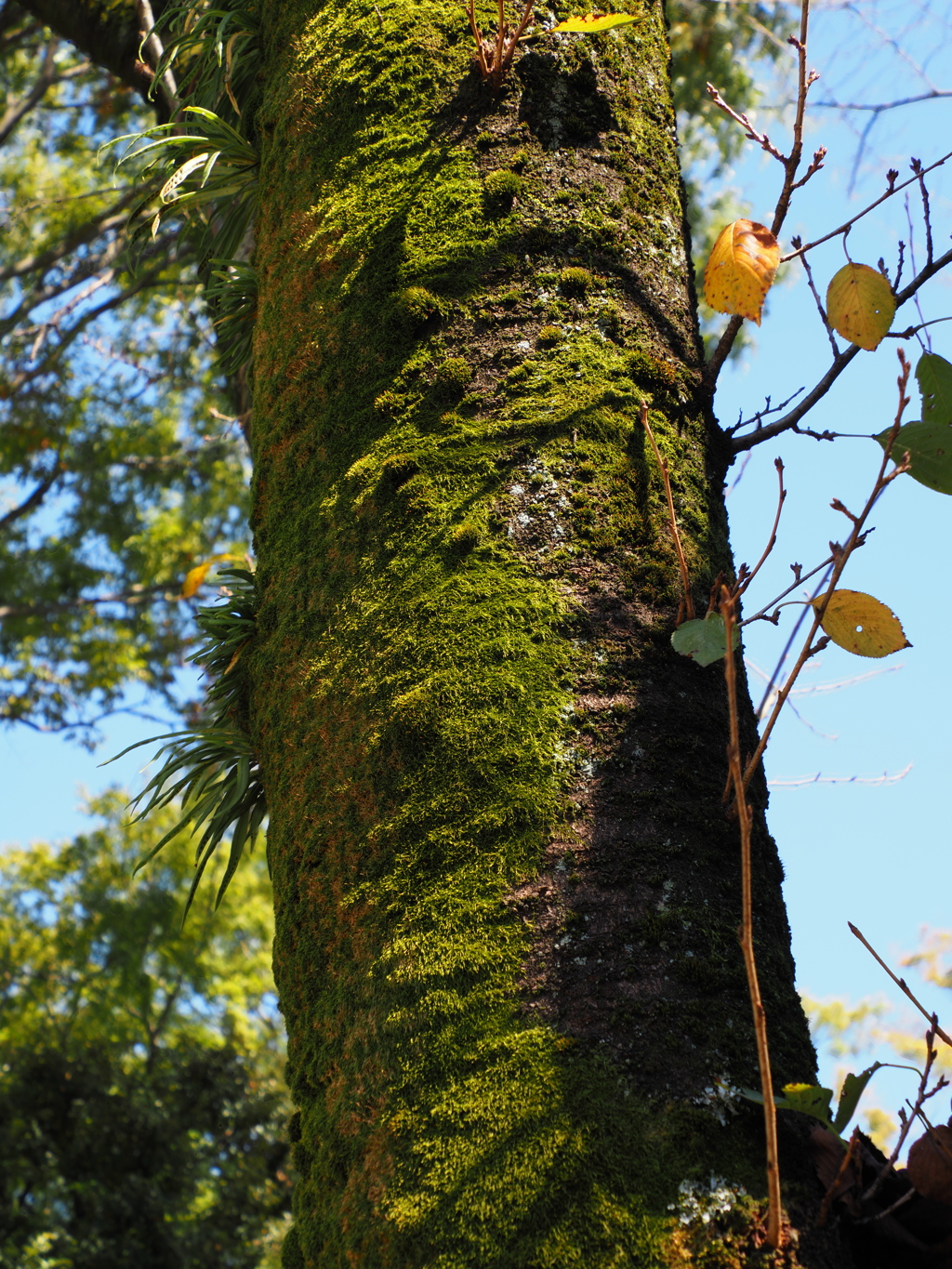 ハイレゾショットⅡ